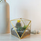 Signature 5-Layer Living Terrarium