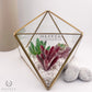 Small Table Decoration Geometric Glass Terrarium