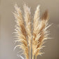 80-120cm Pampas Grass xxl Large Tall Fluffy Pampas