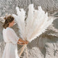 80-120cm Pampas Grass xxl Large Tall Fluffy Pampas