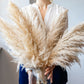 80-120cm Pampas Grass xxl Large Tall Fluffy Pampas