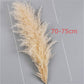 80-120cm Pampas Grass xxl Large Tall Fluffy Pampas