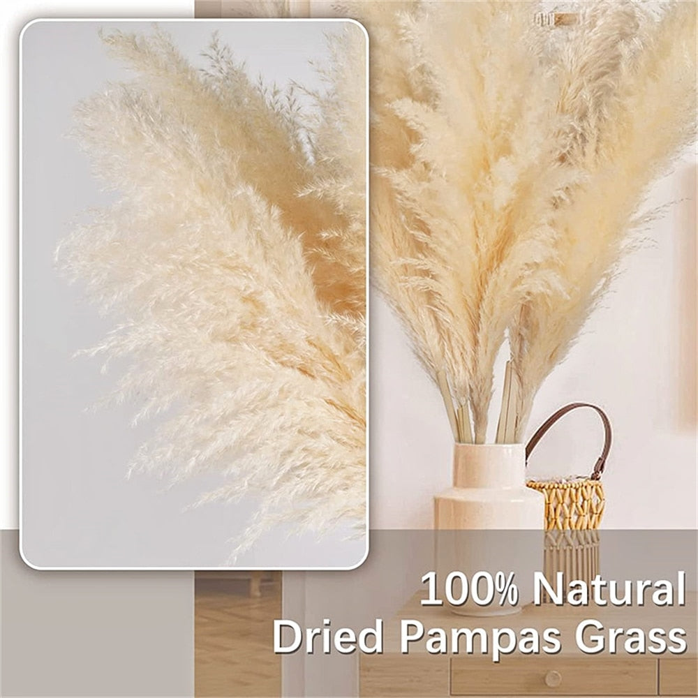 80-120cm Pampas Grass xxl Large Tall Fluffy Pampas