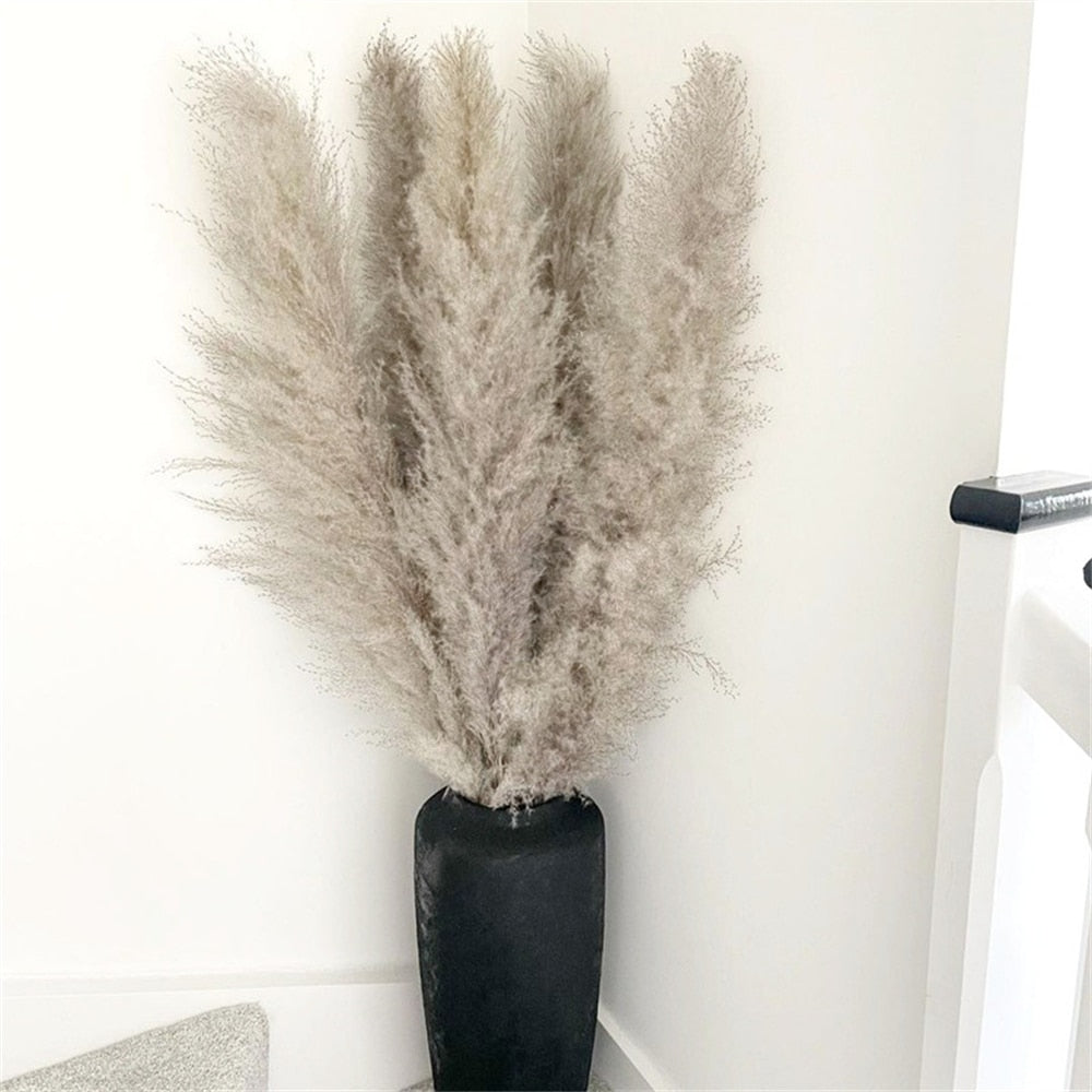 80-120cm Pampas Grass xxl Large Tall Fluffy Pampas