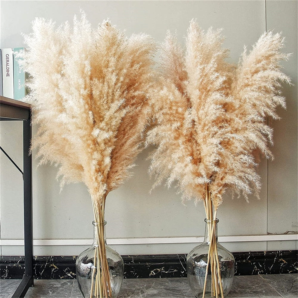 80-120cm Pampas Grass xxl Large Tall Fluffy Pampas